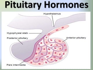 Pituitary Hormones 
 