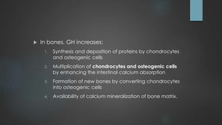  In bones, GH increases:
1. Synthesis and deposition of proteins by chondrocytes
and osteogenic cells
2. Multiplication of chondrocytes and osteogenic cells
by enhancing the intestinal calcium absorption
3. Formation of new bones by converting chondrocytes
into osteogenic cells
4. Availability of calcium mineralization of bone matrix.
 