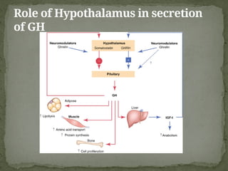 Comprehensive Overview of Growth Hormone: Functions, Metabolism, and ...