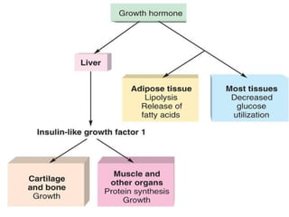 growth hormone copy.ppt sdfghgfdsfghjgfdsfgh | PPT