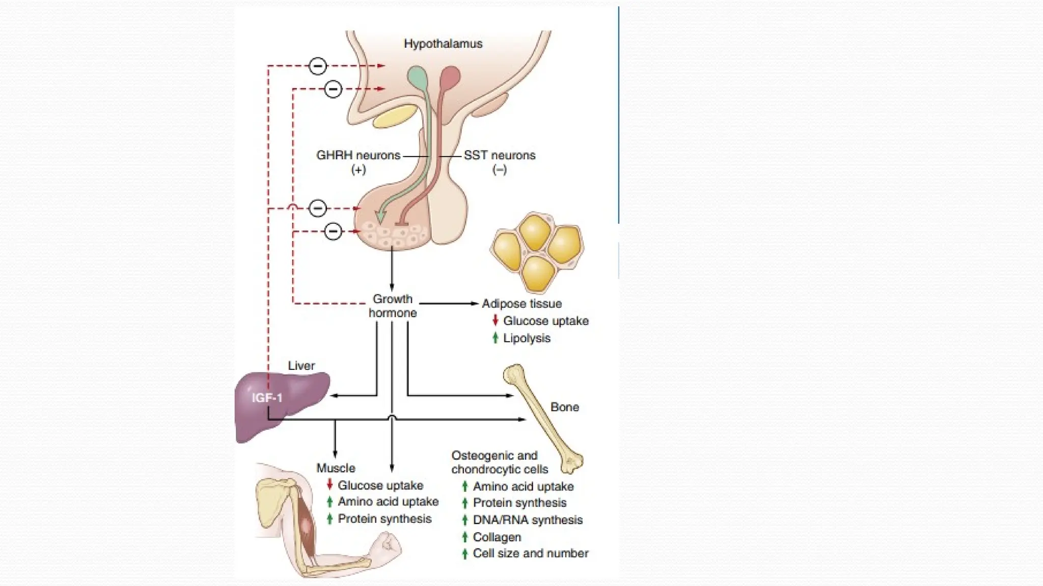 Growth Hormone physiology by Dr nooria ppt | PPTX