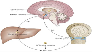 Growth Hormone physiology by Dr nooria ppt | PPTX