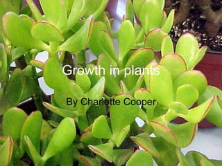 Growth in plants By Charlotte Cooper 