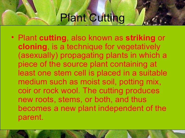 Growth in plants Geography