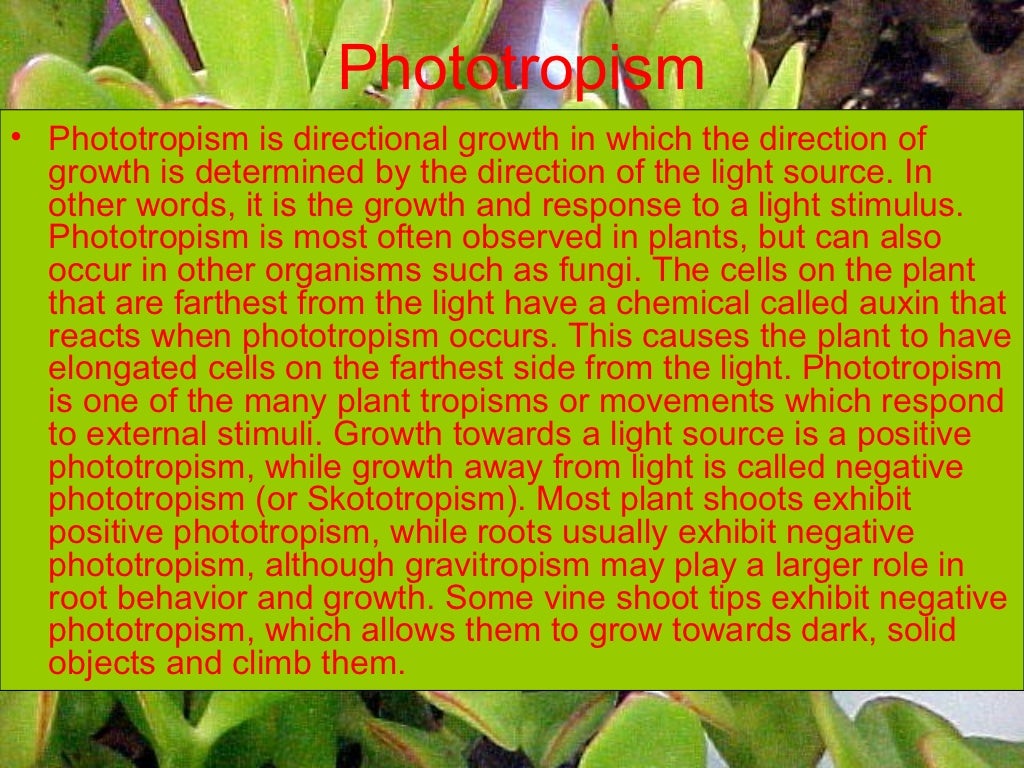 Growth in plants Geography