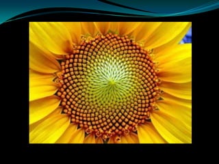 Growth modification and head gears