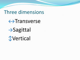 Three dimensions
 ↔Transverse
 →Sagittal
 ↕Vertical
 