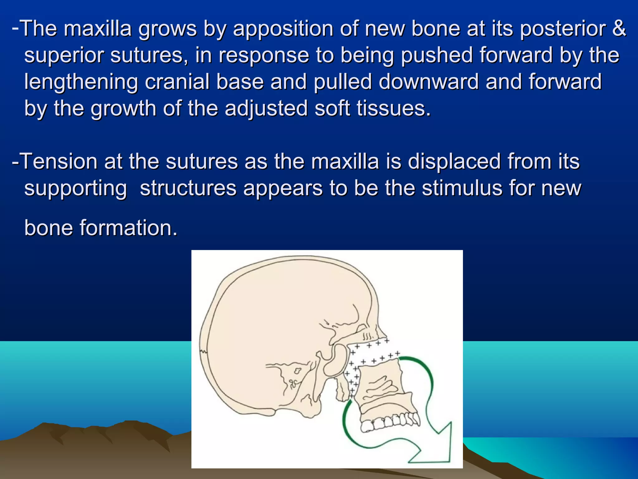-The maxilla grows by apposition of new bone at its posterior &The maxilla grows by apposition of new bone at its posterior &
superior sutures, in response to being pushed forward by thesuperior sutures, in response to being pushed forward by the
lengthening cranial base and pulled downward and forwardlengthening cranial base and pulled downward and forward
by the growth of the adjusted soft tissues.by the growth of the adjusted soft tissues.
-Tension at the sutures as the maxilla is displaced from its-Tension at the sutures as the maxilla is displaced from its
supporting structures appears to be the stimulus for newsupporting structures appears to be the stimulus for new
bone formation.bone formation.
 