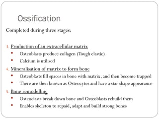 Ossification Completed during three stages: Production of an extracellular matrix Osteoblasts produce collagen (Tough elastic) Calcium is utilised Mineralisation of matrix to form bone Osteoblasts fill spaces in bone with matrix, and then become trapped There are then known as Osteocytes and have a star shape appearance Bone remodelling Osteoclasts break down bone and Osteoblasts rebuild them Enables skeleton to repaid, adapt and build strong bones 