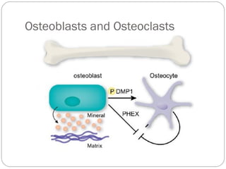 Osteoblasts and Osteoclasts 