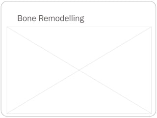 Bone Remodelling  