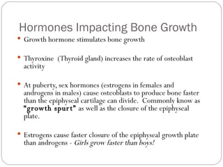 Growth hormone stimulates bone growth Thyroxine  (Thyroid gland) increases the rate of osteoblast activity At puberty, sex hormones (estrogens in females and androgens in males) cause osteoblasts to produce bone faster than the epiphyseal cartilage can divide.  Commonly know as  “growth spurt”  as well as the closure of the epiphyseal plate. Estrogens cause faster closure of the epiphyseal growth plate than androgens -  Girls grow faster than boys! Hormones Impacting Bone Growth 