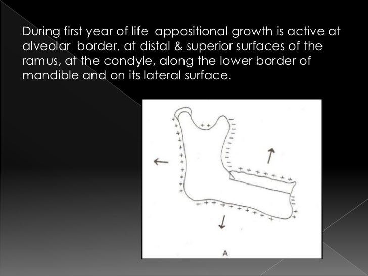 Development of mandible pdf