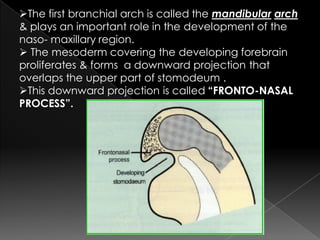The maxillary process grows ventro-medio-cranial
to the main part of the mandibular arch which is
now called the “MANDIBU...