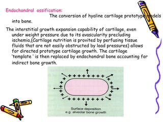 The interstitial growth expansion capability of cartilage, even
under weight pressure due to its avascularity precluding
ischemia,(Cartilage nutrition is provited by perfusing tissue
fluids that are not easily obstructed by load pressures) allows
for directed prototype cartilage growth. The cartilage
„template „ is then replaced by endochondral bone accounting for
indirect bone growth.
Endochondral ossification:
The conversion of hyaline cartilage prototype models
into bone.
 