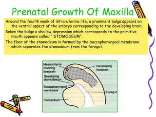 Prenatal Growth Of Maxilla
Around the fourth week of intra-uterine life, a prominent bulge appears on
the ventral aspect of the embryo corresponding to the developing brain.
Below the bulge a shallow depression which corresponds to the primitive
mouth appears called “ STOMODEUM”.
The floor of the stomodeum is formed by the buccopharyngeal membrane
which separates the stomodeum from the foregut.
 