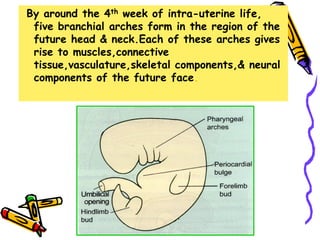 By around the 4th week of intra-uterine life,
five branchial arches form in the region of the
future head & neck.Each of these arches gives
rise to muscles,connective
tissue,vasculature,skeletal components,& neural
components of the future face.
 