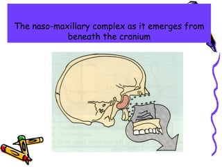 The naso-maxillary complex as it emerges from
beneath the cranium
 
