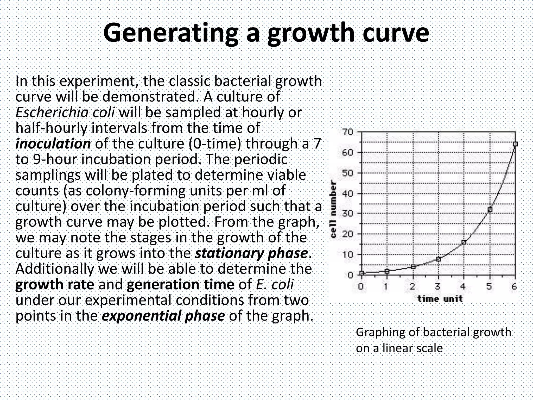 Generating a growth curve
In this experiment, the classic bacterial growth
curve will be demonstrated. A culture of
Escherichia coli will be sampled at hourly or
half-hourly intervals from the time of
inoculation of the culture (0-time) through a 7
to 9-hour incubation period. The periodic
samplings will be plated to determine viable
counts (as colony-forming units per ml of
culture) over the incubation period such that a
growth curve may be plotted. From the graph,
we may note the stages in the growth of the
culture as it grows into the stationary phase.
Additionally we will be able to determine the
growth rate and generation time of E. coli
under our experimental conditions from two
points in the exponential phase of the graph.
Graphing of bacterial growth
on a linear scale
 