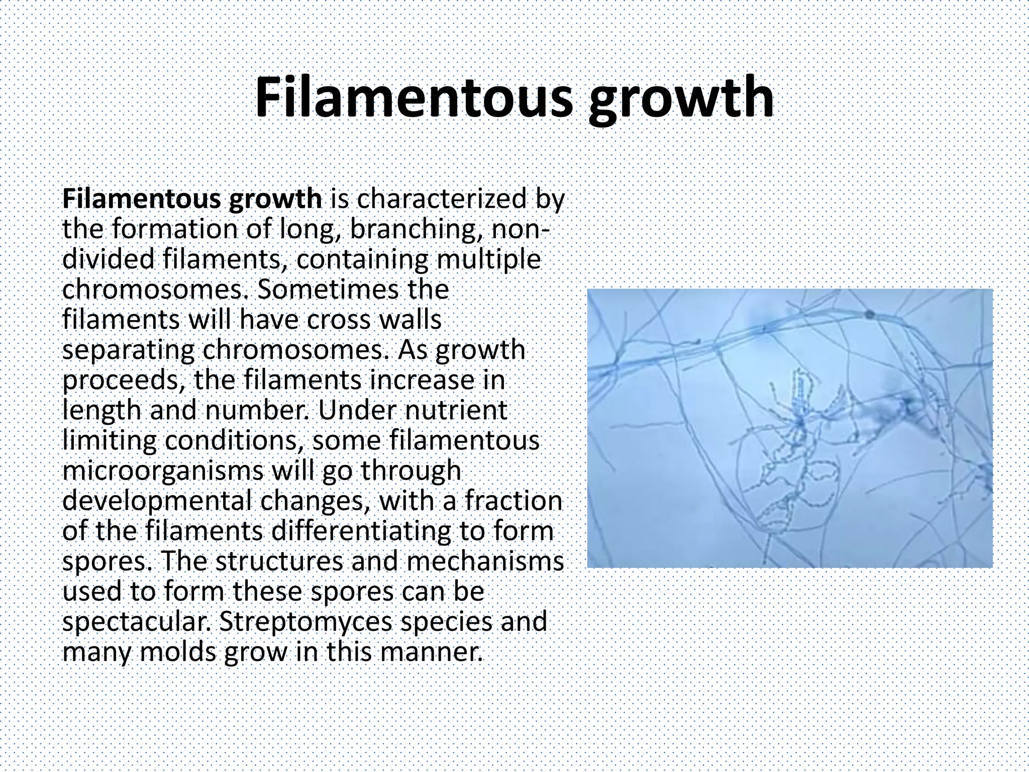 Filamentous growth
Filamentous growth is characterized by
the formation of long, branching, non-
divided filaments, containing multiple
chromosomes. Sometimes the
filaments will have cross walls
separating chromosomes. As growth
proceeds, the filaments increase in
length and number. Under nutrient
limiting conditions, some filamentous
microorganisms will go through
developmental changes, with a fraction
of the filaments differentiating to form
spores. The structures and mechanisms
used to form these spores can be
spectacular. Streptomyces species and
many molds grow in this manner.
 