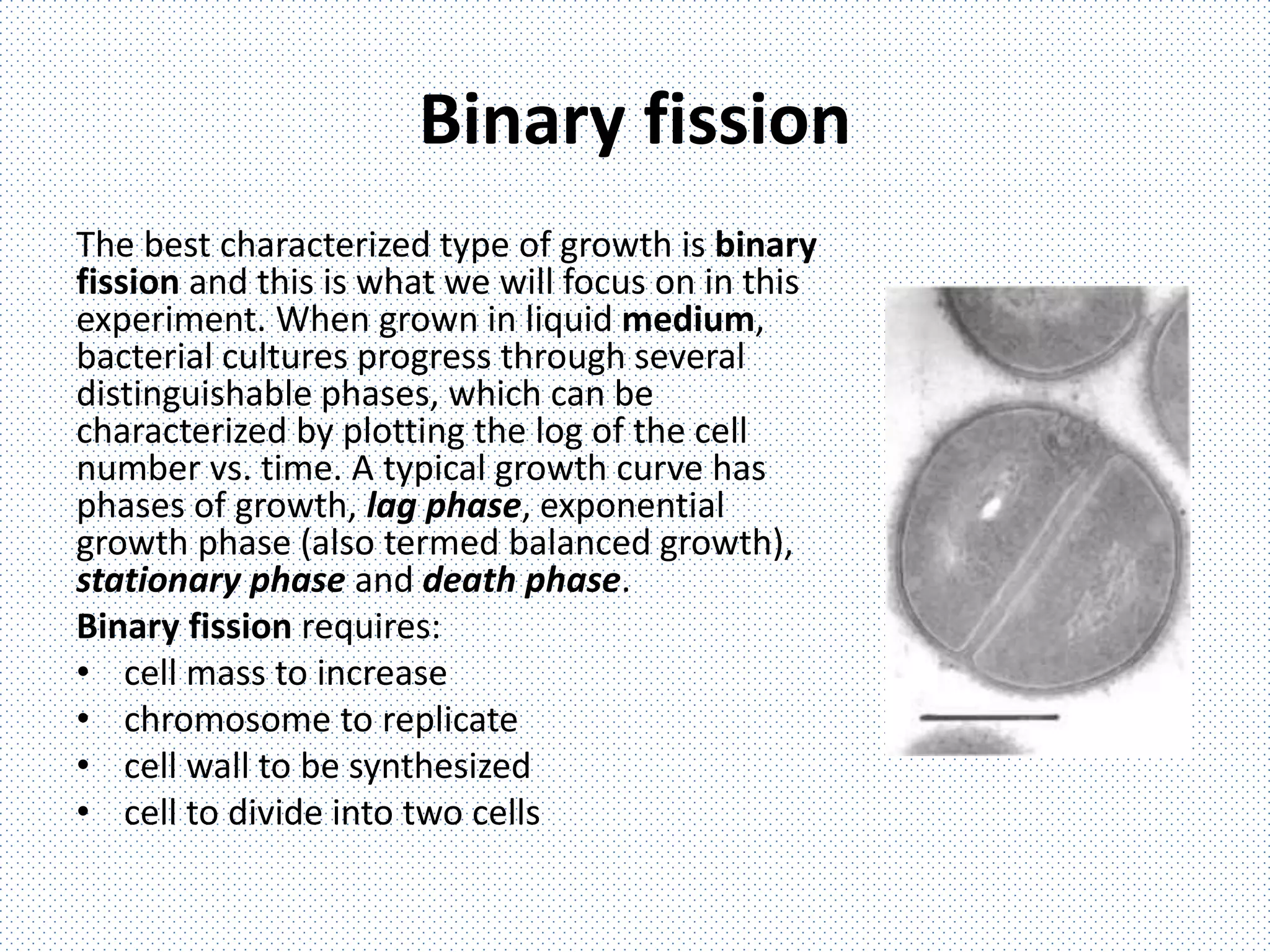 Binary fission
The best characterized type of growth is binary
fission and this is what we will focus on in this
experiment. When grown in liquid medium,
bacterial cultures progress through several
distinguishable phases, which can be
characterized by plotting the log of the cell
number vs. time. A typical growth curve has
phases of growth, lag phase, exponential
growth phase (also termed balanced growth),
stationary phase and death phase.
Binary fission requires:
• cell mass to increase
• chromosome to replicate
• cell wall to be synthesized
• cell to divide into two cells
 