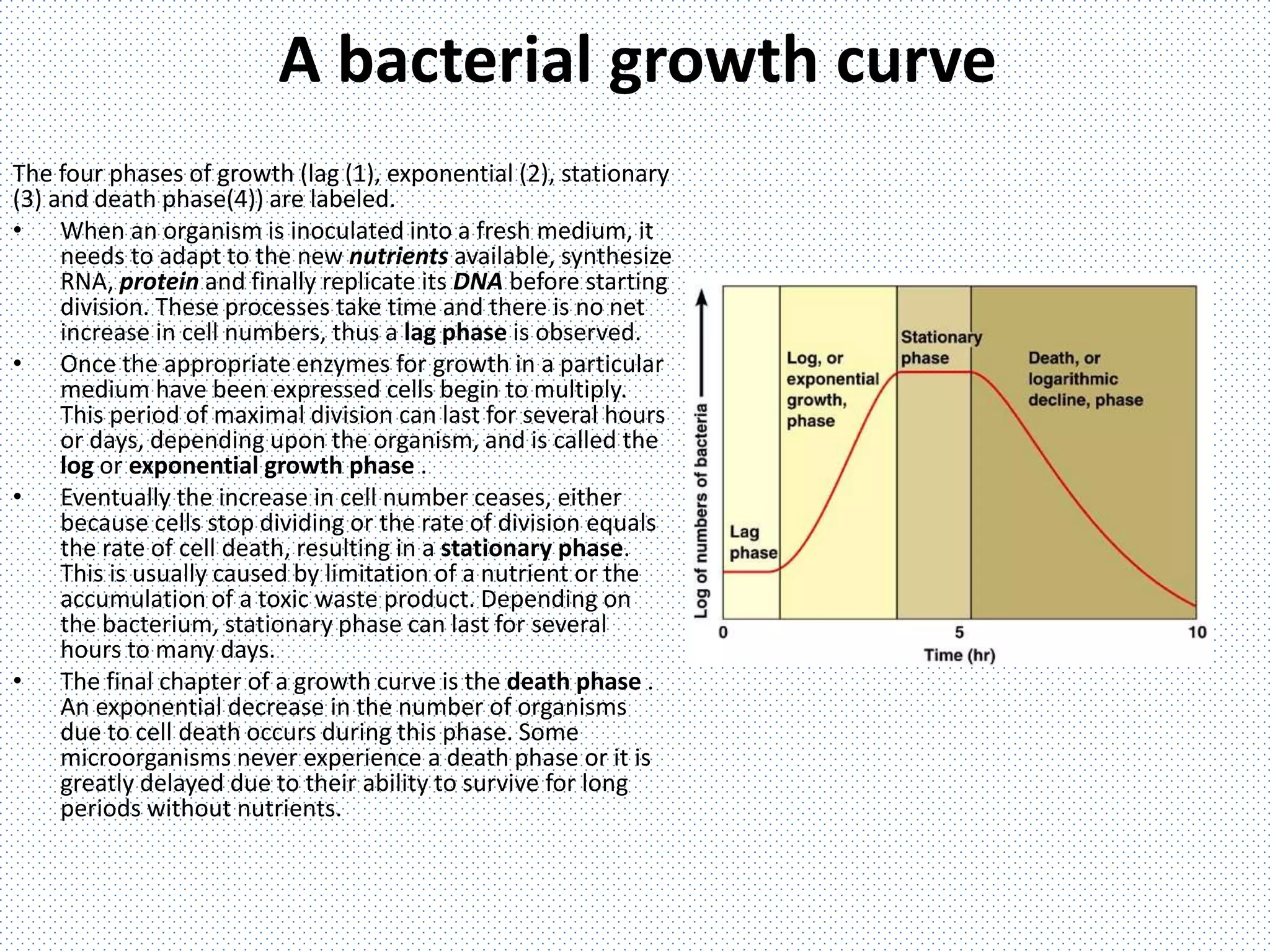 A bacterial growth curve
The four phases of growth (lag (1), exponential (2), stationary
(3) and death phase(4)) are labeled.
• When an organism is inoculated into a fresh medium, it
needs to adapt to the new nutrients available, synthesize
RNA, protein and finally replicate its DNA before starting
division. These processes take time and there is no net
increase in cell numbers, thus a lag phase is observed.
• Once the appropriate enzymes for growth in a particular
medium have been expressed cells begin to multiply.
This period of maximal division can last for several hours
or days, depending upon the organism, and is called the
log or exponential growth phase .
• Eventually the increase in cell number ceases, either
because cells stop dividing or the rate of division equals
the rate of cell death, resulting in a stationary phase.
This is usually caused by limitation of a nutrient or the
accumulation of a toxic waste product. Depending on
the bacterium, stationary phase can last for several
hours to many days.
• The final chapter of a growth curve is the death phase .
An exponential decrease in the number of organisms
due to cell death occurs during this phase. Some
microorganisms never experience a death phase or it is
greatly delayed due to their ability to survive for long
periods without nutrients.
 