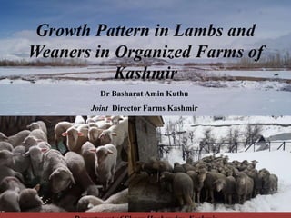 Growth Pattern in Lambs and
Weaners in Organized Farms of
Kashmir
Dr Basharat Amin Kuthu
Joint Director Farms Kashmir
 