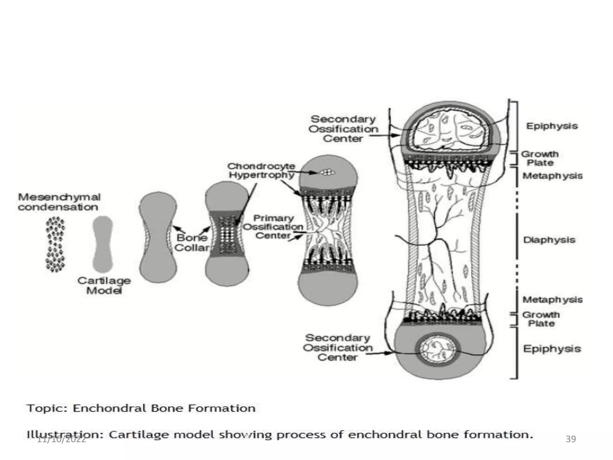 Growth plate and Bone development.pptx | Bone and Joint Conditions ...