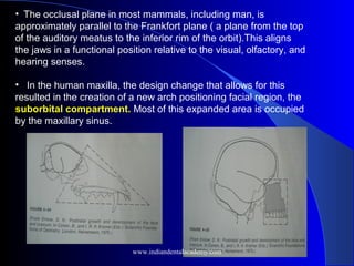• The occlusal plane in most mammals, including man, is
approximately parallel to the Frankfort plane ( a plane from the top
of the auditory meatus to the inferior rim of the orbit).This aligns
the jaws in a functional position relative to the visual, olfactory, and
hearing senses.
• In the human maxilla, the design change that allows for this
resulted in the creation of a new arch positioning facial region, the
suborbital compartment. Most of this expanded area is occupied
by the maxillary sinus.
www.indiandentalacademy.com
 