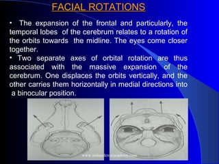 • The expansion of the frontal and particularly, the
temporal lobes of the cerebrum relates to a rotation of
the orbits towards the midline. The eyes come closer
together.
• Two separate axes of orbital rotation are thus
associated with the massive expansion of the
cerebrum. One displaces the orbits vertically, and the
other carries them horizontally in medial directions into
a binocular position.
FACIAL ROTATIONS
FACIAL ROTATIONS
www.indiandentalacademy.com
 