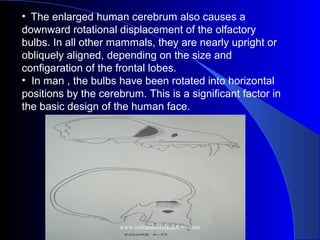 • The enlarged human cerebrum also causes a
downward rotational displacement of the olfactory
bulbs. In all other mammals, they are nearly upright or
obliquely aligned, depending on the size and
configaration of the frontal lobes.
• In man , the bulbs have been rotated into horizontal
positions by the cerebrum. This is a significant factor in
the basic design of the human face.
www.indiandentalacademy.com
 