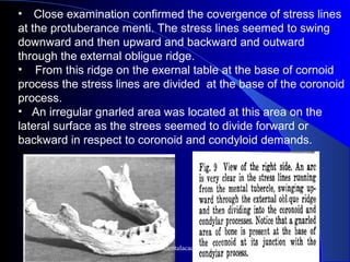 •    Close examination confirmed the covergence of stress lines
at the protuberance menti. The stress lines seemed to swing
downward and then upward and backward and outward
through the external obligue ridge.
• From this ridge on the exernal table at the base of cornoid
process the stress lines are divided at the base of the coronoid
process.
• An irregular gnarled area was located at this area on the
lateral surface as the strees seemed to divide forward or
backward in respect to coronoid and condyloid demands.
www.indiandentalacademy.com
 