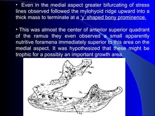•  Even in the medial aspect greater bifurcating of stress
lines observed followed the mylohyoid ridge upward into a
thick mass to terminate at a ‘y’ shaped bony prominence.
• This was almost the center of anterior superior quadrant
of the ramus they even observed a small apparently
nutritive foramena immediately superior to this area on the
medial aspect. It was hypothesized that these might be
trophic for a possibly an important growth area.
www.indiandentalacademy.com
 
