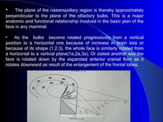 • The plane of the nasomaxillary region is thereby approximately
perpendicular to the plane of the olfactory bulbs. This is a major
anatomic and functional relationship involved in the basic plan of the
face in any mammal.
• As the bulbs become rotated progressively from a vertical
position to a horizontal one because of increase in brain size or
because of its shape (1,2,3), the whole face is similarly rotated from
a horizontal to a vertical plane(1a,2a,3a). Or stated another way,the
face is rotated down by the expanded anterior cranial floor as it
rotates downward as result of the enlargement of the frontal lobes.
www.indiandentalacademy.com
 
