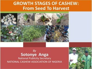 Growth stages of cashew: from seed to harvest by sotonye anga 