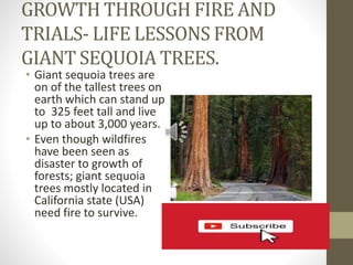 GROWTH THROUGH FIRE AND
TRIALS- LIFE LESSONS FROM
GIANT SEQUOIA TREES.
• Giant sequoia trees are
on of the tallest trees on
earth which can stand up
to 325 feet tall and live
up to about 3,000 years.
• Even though wildfires
have been seen as
disaster to growth of
forests; giant sequoia
trees mostly located in
California state (USA)
need fire to survive.
 
