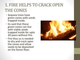 1. FIRE HELPS TO CRACK OPEN
THE CONES
• Sequoia trees have
green cones with seeds
trapped inside.
• Its said that these
gr...