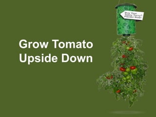 Grow Tomato Upside Down 