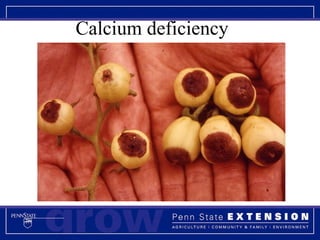 Calcium deficiency 