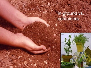 in-ground vs. containers 
