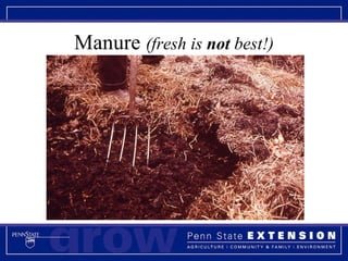 Manure  (fresh is  not  best!) 