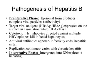 Pathogenesis of Hepatitis B
• Proliferative Phase: Episomal form produces
complete viral particles (infectivity)
• Target viral antigens (HBsAg,HBcAg)expressed on the
surface in association whith HLA class 1.
• Cytotoxic T lymphocytes directed against multiple
HBV epitopes kill infected hepatocytes.
• Antiviral antibodies apperar- infectivity ends, hepatitis
ends.
• Replication continues- carier with chronic hepatitis
• Intergrative Phase: Intergrated into DNA(chronic
hepatitis)
 