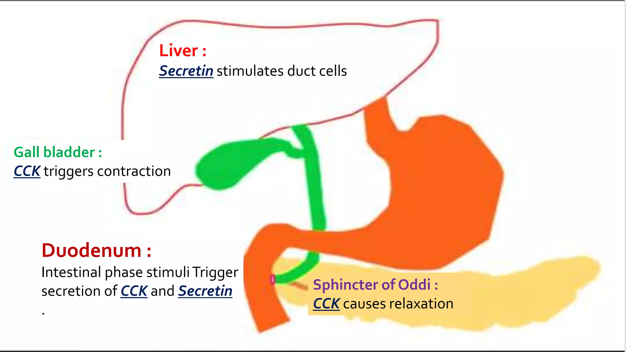 Liver :
Secretin stimulates duct cells
Gall bladder :
CCK triggers contraction
Duodenum :
Intestinal phase stimuliTrigger
secretion of CCK and Secretin
.
Sphincter of Oddi :
CCK causes relaxation
 