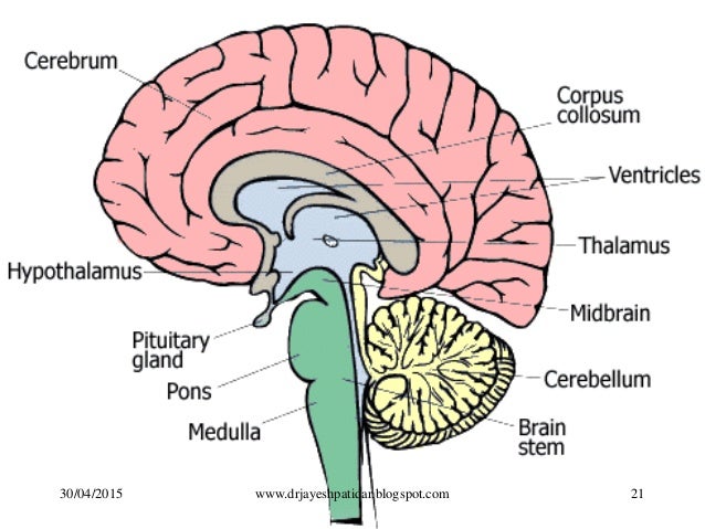 Brain Anatomy