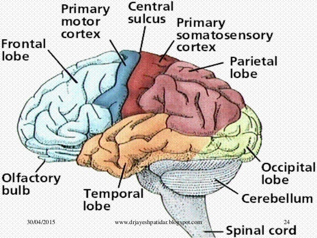 Image result for brain  logspot.com