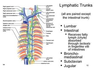 10
Lymphatic Trunks
(all are paired except
the intestinal trunk)
 Lumbar
 Intestinal
 Receives fatty
lymph (chyle)
absorbed
through lacteals
in fingerlike villi
of intestines
 Broncho-
mediastinal
 Subclavian
 Jugular
 