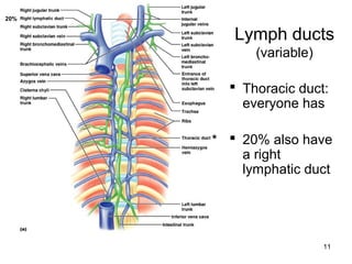 11
Lymph ducts
(variable)
 Thoracic duct:
everyone has
 20% also have
a right
lymphatic duct
*
20%
 