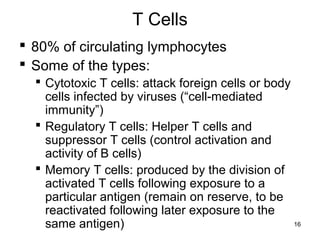 16
T Cells
 80% of circulating lymphocytes
 Some of the types:
 Cytotoxic T cells: attack foreign cells or body
cells infected by viruses (“cell-mediated
immunity”)
 Regulatory T cells: Helper T cells and
suppressor T cells (control activation and
activity of B cells)
 Memory T cells: produced by the division of
activated T cells following exposure to a
particular antigen (remain on reserve, to be
reactivated following later exposure to the
same antigen)
 