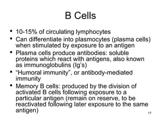 17
B Cells
 10-15% of circulating lymphocytes
 Can differentiate into plasmocytes (plasma cells)
when stimulated by exposure to an antigen
 Plasma cells produce antibodies: soluble
proteins which react with antigens, also known
as immunoglobulins (Ig’s)
 “Humoral immunity”, or antibody-mediated
immunity
 Memory B cells: produced by the division of
activated B cells following exposure to a
particular antigen (remain on reserve, to be
reactivated following later exposure to the same
antigen)
 