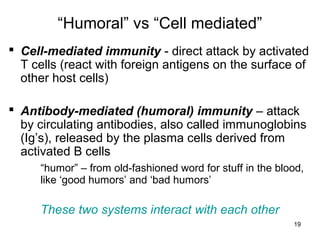 19
“Humoral” vs “Cell mediated”
 Cell-mediated immunity - direct attack by activated
T cells (react with foreign antigens on the surface of
other host cells)
 Antibody-mediated (humoral) immunity – attack
by circulating antibodies, also called immunoglobins
(Ig’s), released by the plasma cells derived from
activated B cells
“humor” – from old-fashioned word for stuff in the blood,
like ‘good humors’ and ‘bad humors’
These two systems interact with each other
 